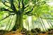 Green Forest Nature