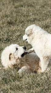 Have questions about breeder warning signs you should look out for? Breeding Great Pyrenees Does Job Matter It S Dog Or Nothing