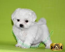 Maltese Terrier Yavru Fiyatlari 05412625853