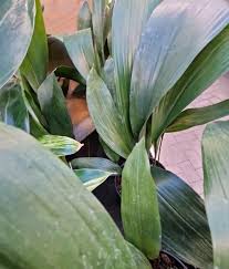 Image result for Kořenokvětka Aspidistra