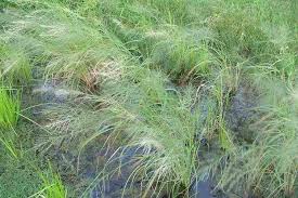 Image result for Leptochloa fusca