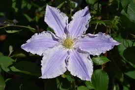 Maybe you would like to learn more about one of these? Ruffled Feathers Clematis Clematis Vancouver Sea Breeze In Welland Niagara Falls St Catherines Ft Erie Ontario On At Vermeer S Garden Centre