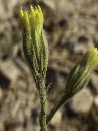 Image result for Pegolettia senegalensis