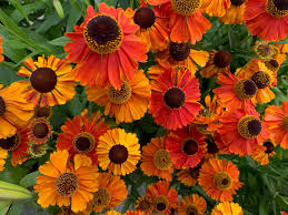 12+ pictures of yellow roses. Shoreline Area News Photos What Are The Orange And Yellow Flowers