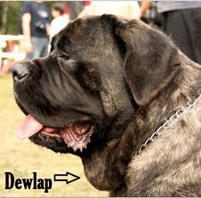After properly treating your dog bite, you should start to feel better within 48 hours. Sagging Skin Under A Dog S Neck Dog Discoveries