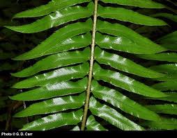 Image result for Polystichum sinense