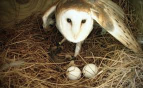Draw the shape for the wing, and add a tree branch where the owl is standing. How To Build A Barn Owl Nest Modern Farmer