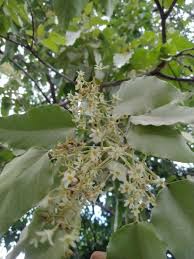 Image result for Aleurites