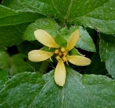 Image result for Calyptocarpus vialis