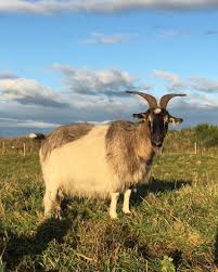 Our cashmere goats have a fine, downy undercoat which protects them from the cold winters. Lunan Bay Farm Sustainable Scottish Goat Meat Cashmere Goats