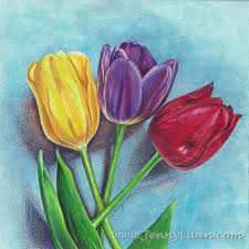 Original Tulip Flower Yellow Purple Red Nfac Colored Pencil Drawing By Jenny Flower Prints Art Flower Art Colored Pencil Drawing