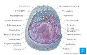 Rer rough endoplasmic reticulum synthesizes proteins for secretion membrane proteins and organelle proteins. Learn The Parts Of A Cell With Diagrams And Cell Quizzes Kenhub
