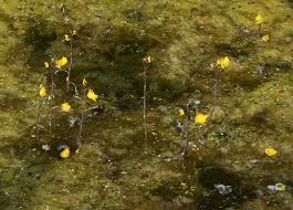 Image result for Utricularia tortilis