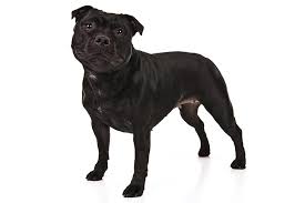 Staffordshire Bull Terrier Dog Breed Information