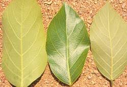 Image result for Bridelia