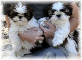 We did not find results for: Shih Tzu Breeders In Nc L2sanpiero