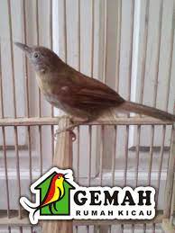 Suara burung jenggot mini /ciung air cocok digunakan untuk pancingan burung macet. 7000 Gambar Burung Jenggot Mini Gambar Id