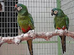 Big Birds You Can Have As Pets The Illiger S Macaw The Most Compassionate Parrot Macaw Parrot Bird Parrot