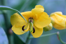 Image result for Senna floribunda
