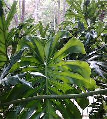 Varieties include a wide range of dwarf fruit trees, miniature and multi graft fruit trees, depending on the area. Monstera Deliciosa Fruit Salad Trees Home And Garden