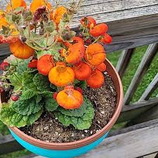 Image result for Calceolaria