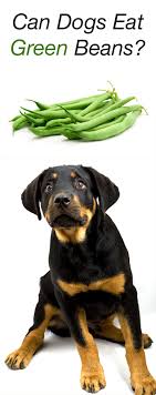 They have not too many proteins as other beans carry. Can Dogs Eat Green Beans A Guide To Green Beans For Dogs