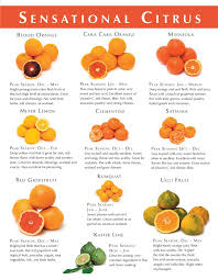 citrus size chart related keywords suggestions citrus