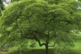 Hochstamm einer bestimmten pflanzenart hat eine stammhöhe von ca. Kleinkronige Laubbaume Bis 10m Hohe Deingruen De