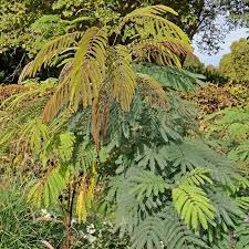 Image result for Albizia zygia