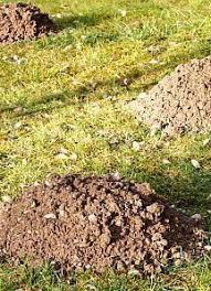 Wuhlmaus Oder Maulwurf Schadlinge Im Garten Was Tun Gegen Wuhlmause Gemuseanbau