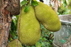 The flesh is white, orange, or yellow depending on the cultivar. Big Green Jackfruit On The Tree The Fruit With Yellow Flesh Stock Photo Picture And Royalty Free Image Image 115676180