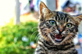 Bir Garip Kedi Mirlamasi Kalbimdeki Patiler