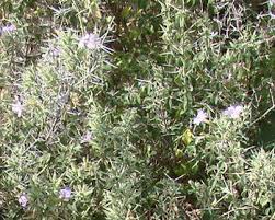 Image result for Barleria albipilosa