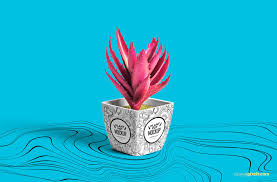 Free Plant Pot Mockup Zippypixels Plant Pot Design Small Potted Plants Small Plants