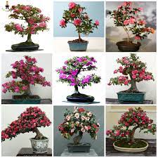 We buy indoor bonsai tree directly from the producer. 2pcs Camellia Flower Plants Rare Beautiful Camellia Garden Flowers Plantas Para Jardin Indoor Bonsai Tree For Garden Decoration Buy At The Price Of 3 88 In Aliexpress Com Imall Com