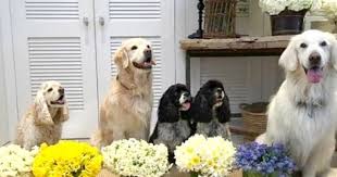 Oprah Winfrey S Dogs Give Her Flowers For Every Holiday Pet Style Celebrity Dogs Oprah Winfrey