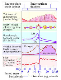 menstrual cycle phases mymonthlycycles