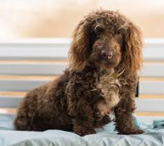 We did not find results for: Adopted Never Ever Line Dry A Poodle They Stretch Meet Barq Barq Might Be The World S Longest Poo Miniature Basset Hound Dog Adoption Basset Hound Mix
