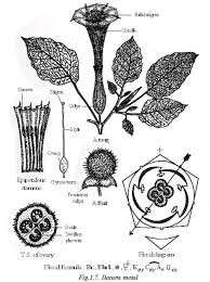 Botany Textbook Online Yes A Complete Textbook Botany Plant Growth Dreamcatcher Tattoo