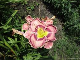 Separating daylily plants requires digging up the entire root system. Photo Daylily Moving Pictures Flowers Garden En Com