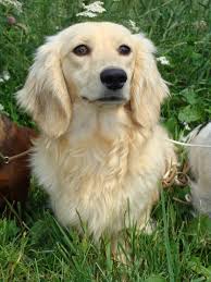 Golden retriever puppies for sale golden retrievers are among america's most popular breeds. Miniature Dachshund Long Haired Breed Information History Health Pictures And More