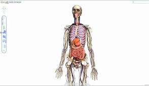 Resultado de imagen para cuerpo humano