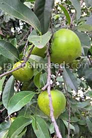 Image result for Diospyros batocana