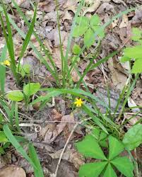 Image result for Hypoxis urceolata