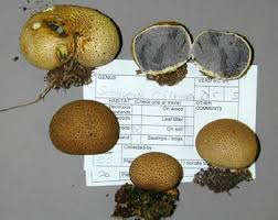 Image result for Scleroderma sp.