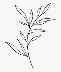 Plant Plants Overlay Doddle Black White Simple Plant Black And White Simple Free Transparent Clipart Clipartkey Plant camassia quamash drawing line art, simple but elegant, leaf, branch png. plant plants overlay doddle black