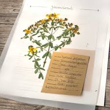 Plantago ovata ist eine pflanzenart aus der gattung der wegeriche (plantago).sie ist in den wüstengebieten nordafrikas und südwestasiens heimisch. Digitales Herbarium Herbal Hunter Krauterblog Pflanzenportraits