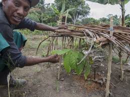 Please take note that this project is done on a voluntary basis and that all the proceeds go towards the project. Bringing Back Cacao The Great Healer Indian Country Today
