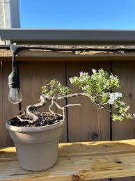 Image result for rosemary bonsai