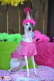 17 Italian Greyhounds Celebrating Their Birthday Romp Rescue Happy Birthday Dog Italian Greyhound Rescue Italian Greyhound